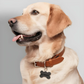 Pets Tag