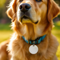 Pets Tag